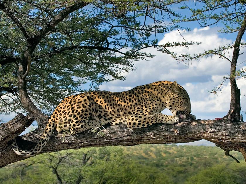 Leopard [ZO]