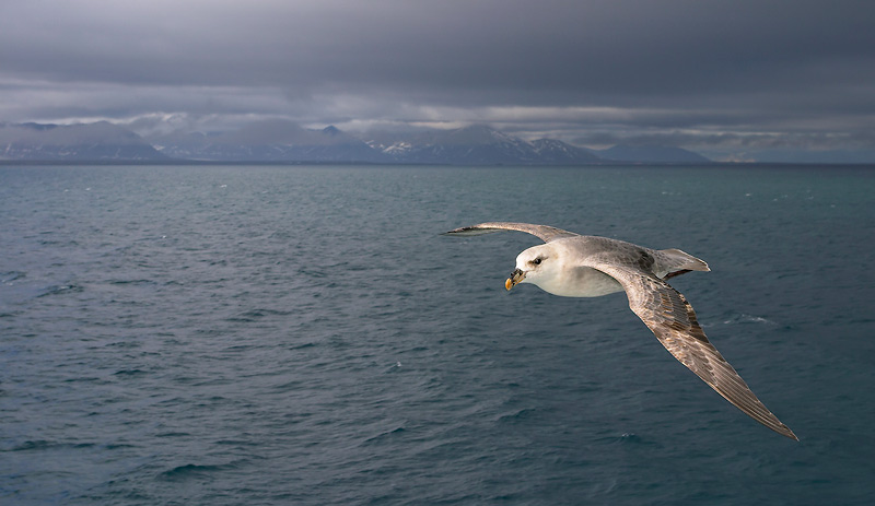 Fulmar in flight