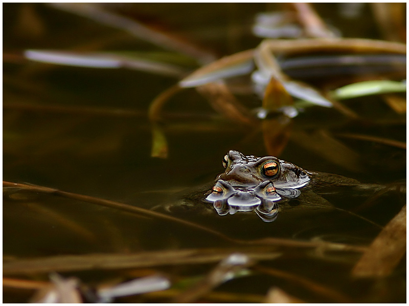 Erdkröten (Bufo bufo) ND