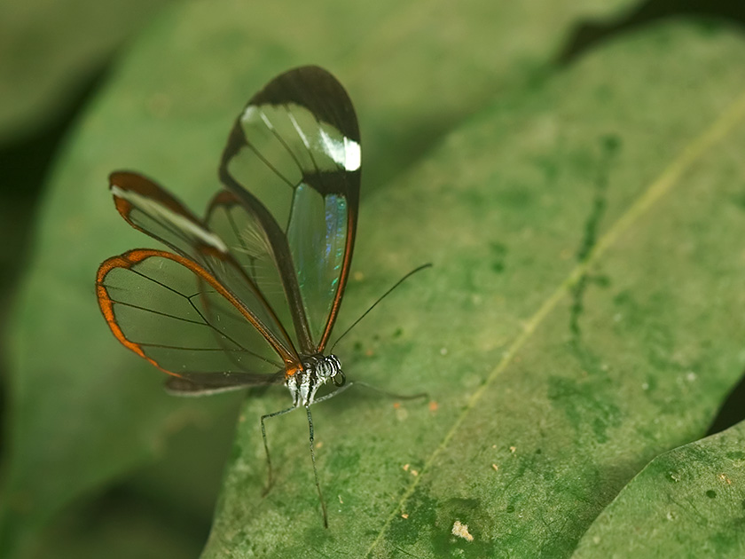Schmetterling [ZOO]