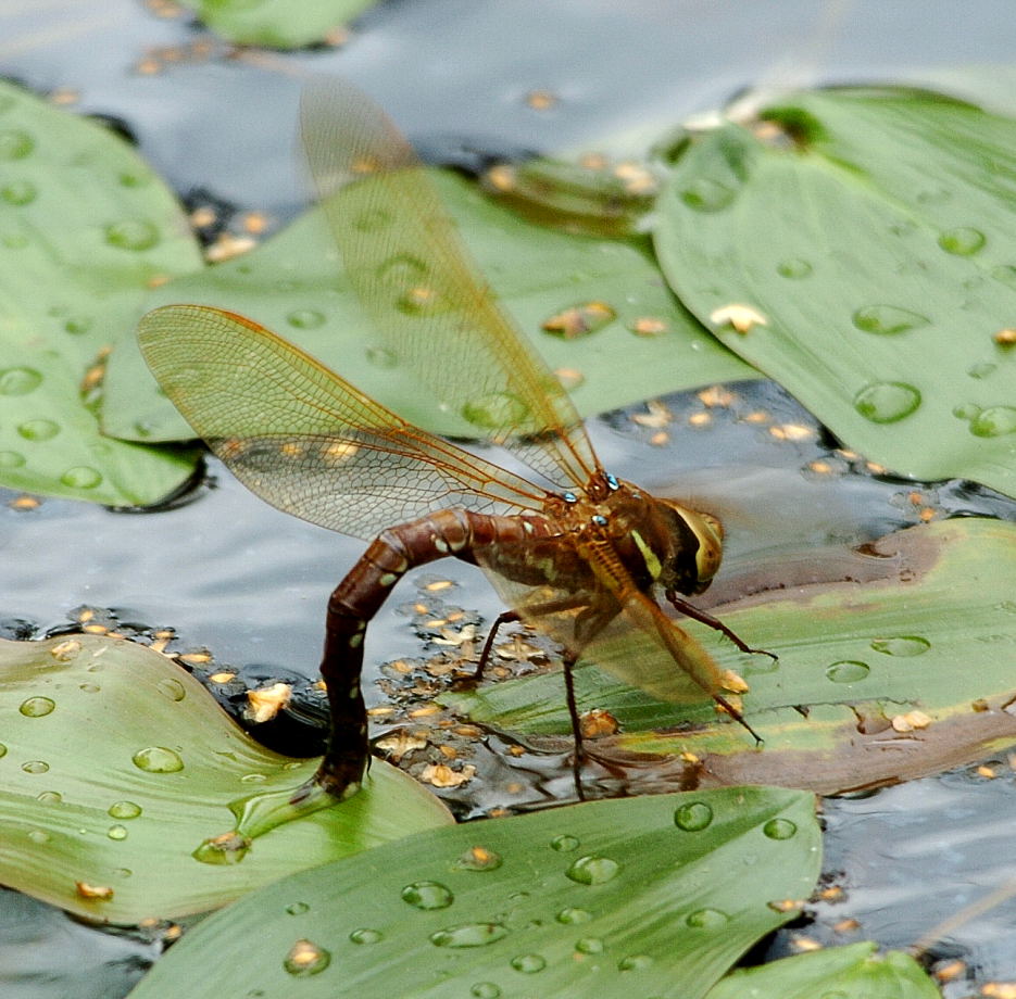 Grosslibelle bei Eiablage ND