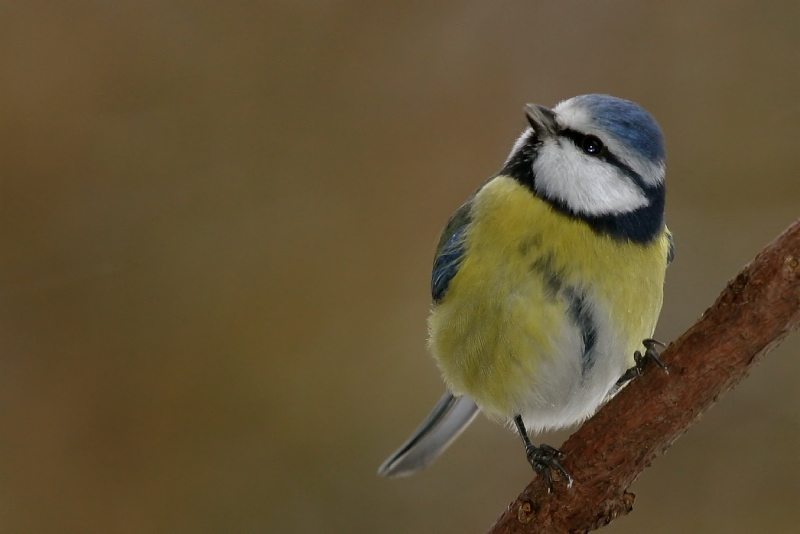 Blaumeise2 KD