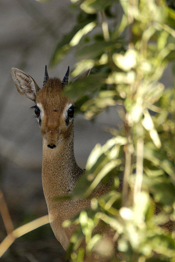 dikdik am lake manyara