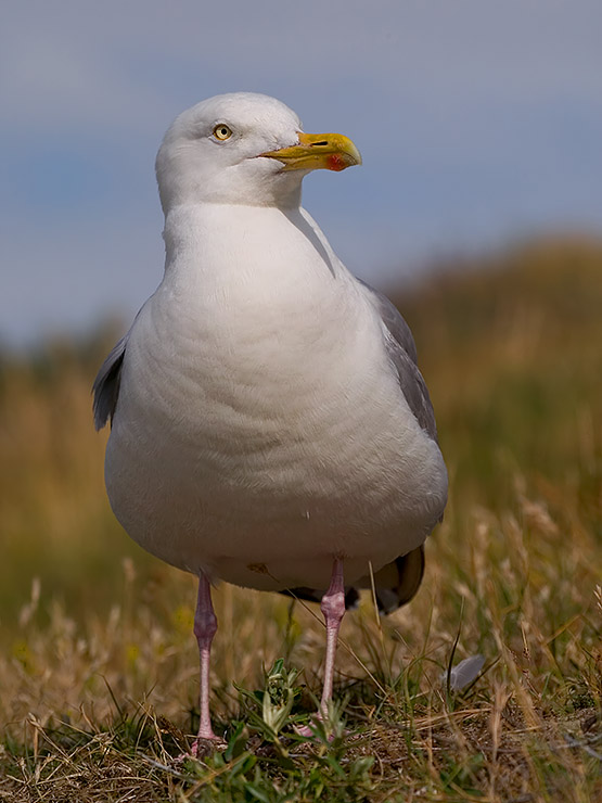 Silbermöwe [ND]