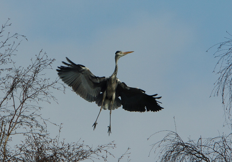 Graureiher im Flug ND