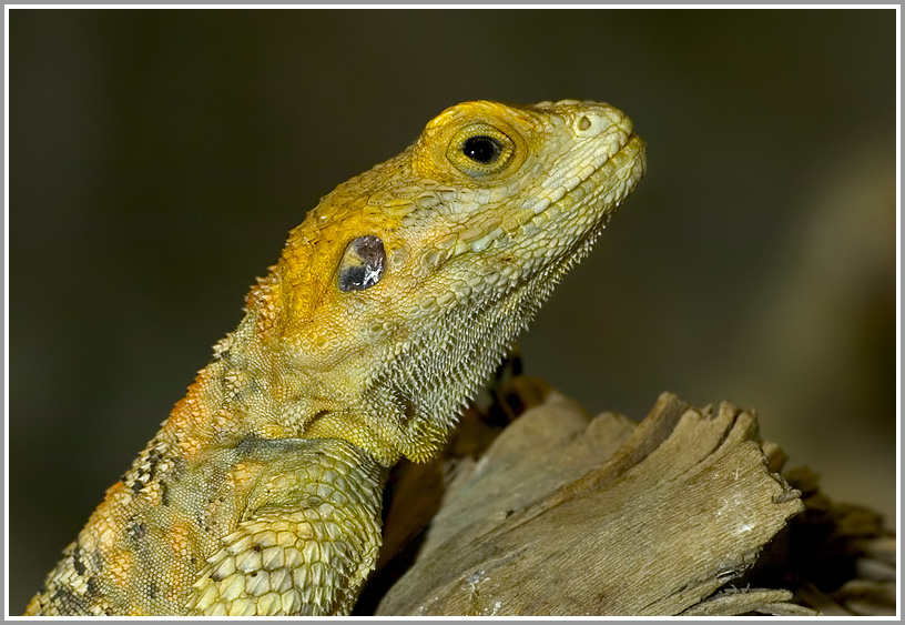 Bartagame (Pogona vitticeps)