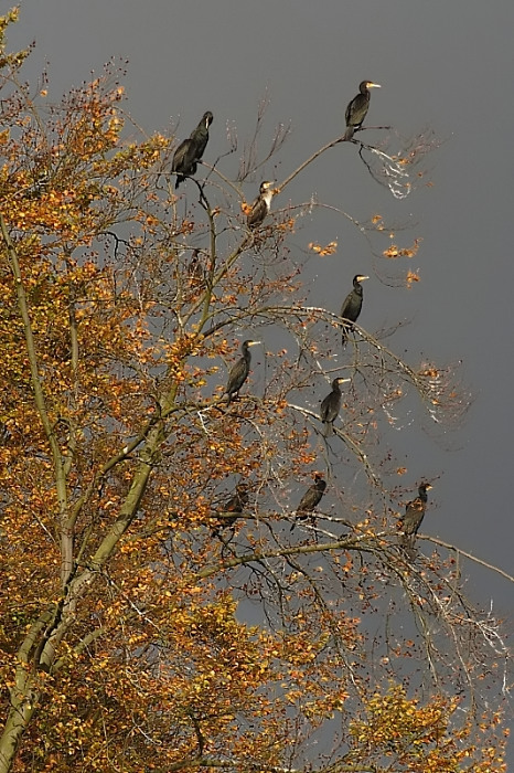 Kormorane (Phalacrocorax carbo) ND