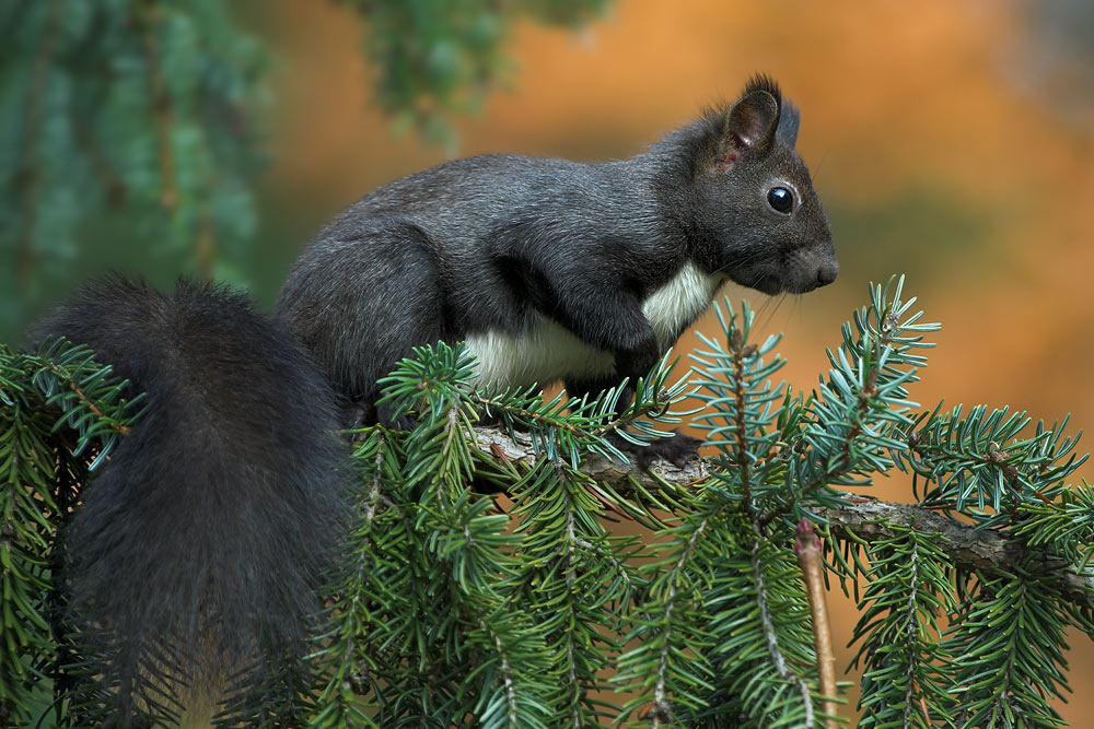 Eichhörnchen (ND)