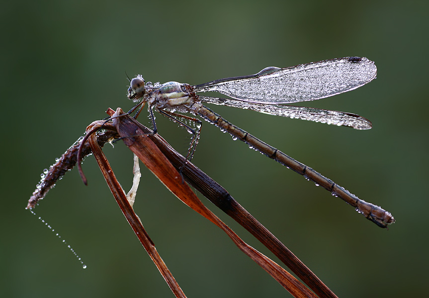 Libelle im wilden Moor ND