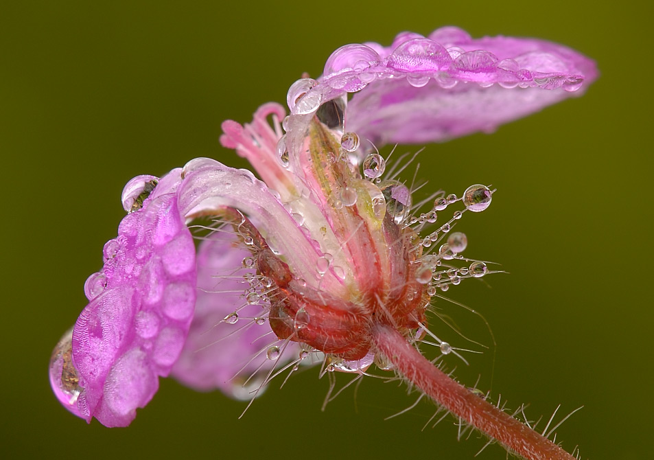 Blume