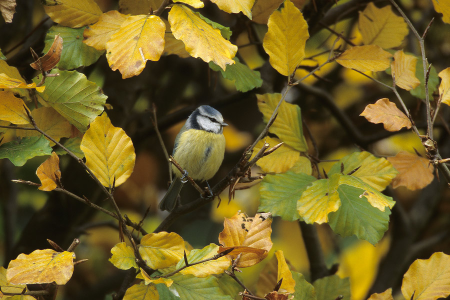 Blaumeise im herbstlichen Umfeld ND