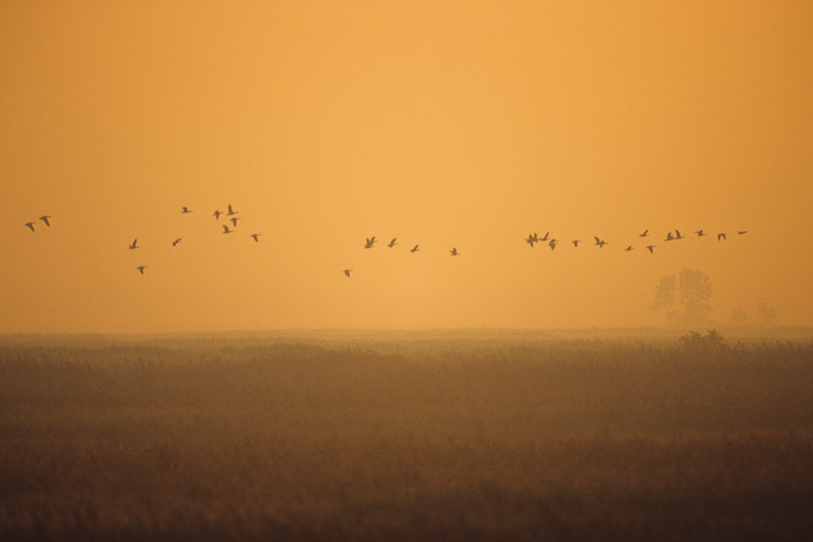 Gänsezug bei Sonnenaufgang ND