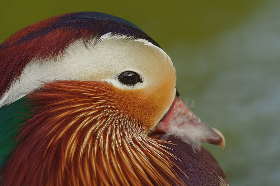 Mandarinente (Aix galericulata) ND