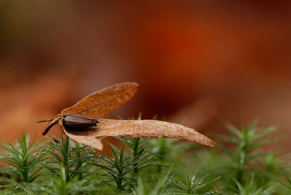 Herbstfarben