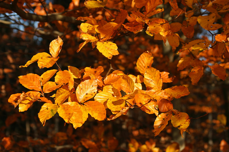 In der Herbstsonne