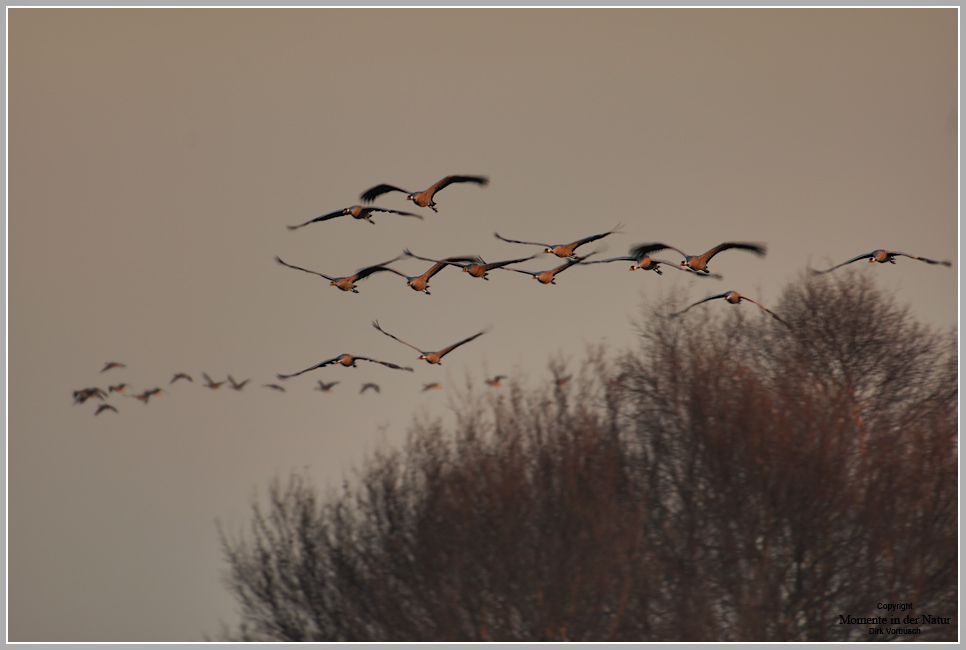 Grauer Kranich (Grus grus)