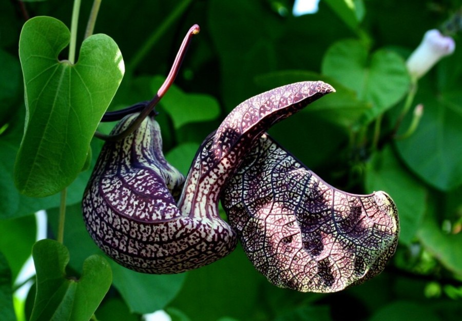 Pfeifenwinde ND