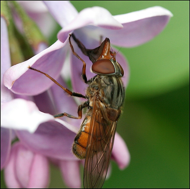 Feld-Schnabelschwebfliege