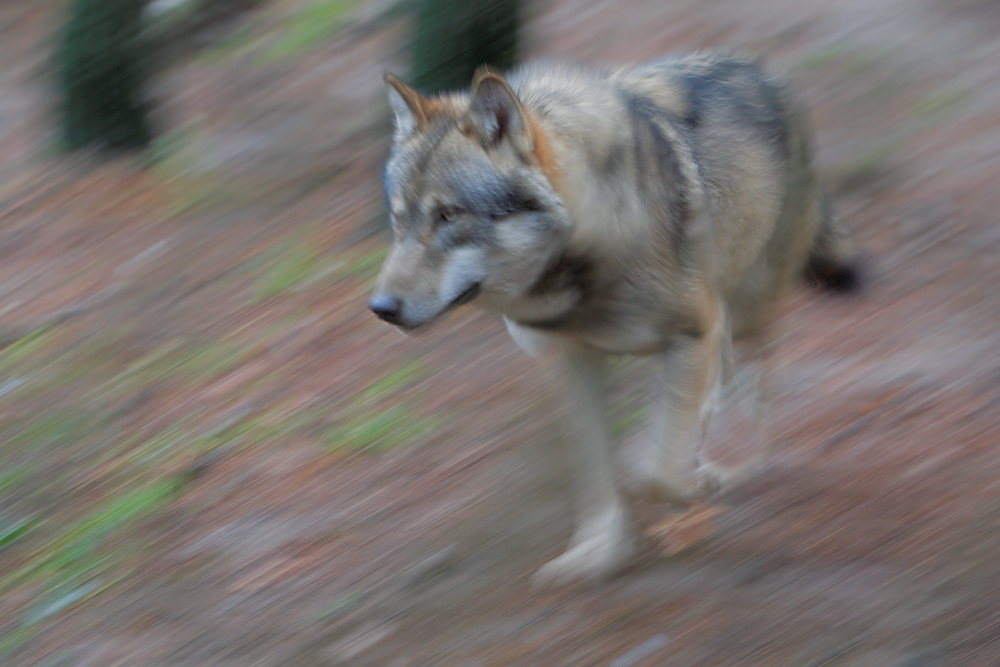 Europäischer Wolf ZO