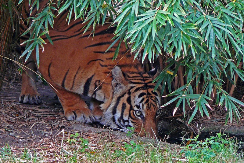 Sumatratiger ZO