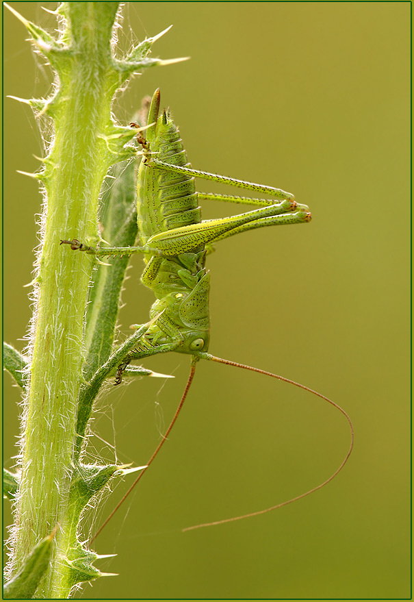 ND Grünes Heupferd (Tettigonia viridissima )
