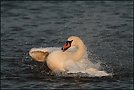 Höckerschwan (Cygnus olor)