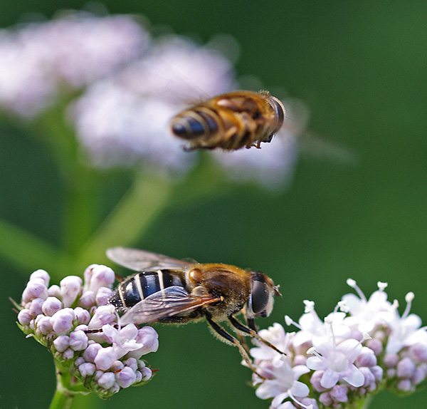 Fliegen fliegen - oder laufen ... ND