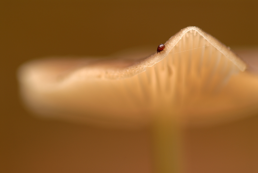 Pilz und Milbe