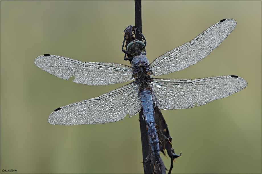 Kleiner Blaupfeil (Orthetrum coerulescens)