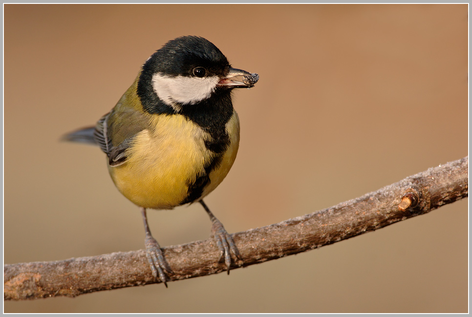 Kohlmeise (Parus major)