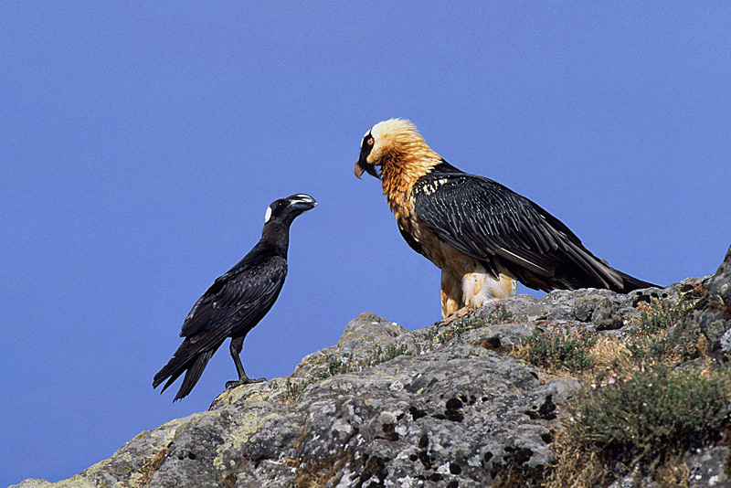 Bartgeier und Erzrabe (Thick-billed Raven)