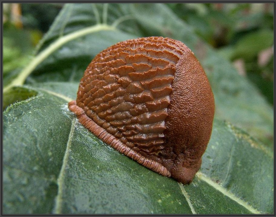 Nacktschnecke