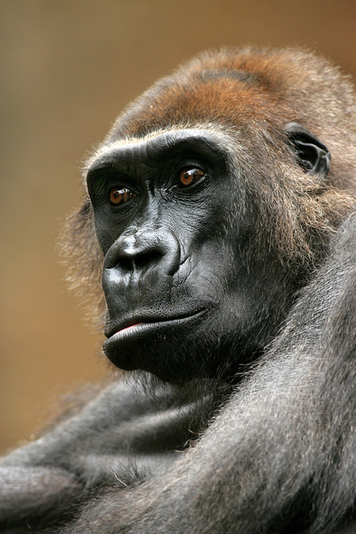 Gorilla ZO