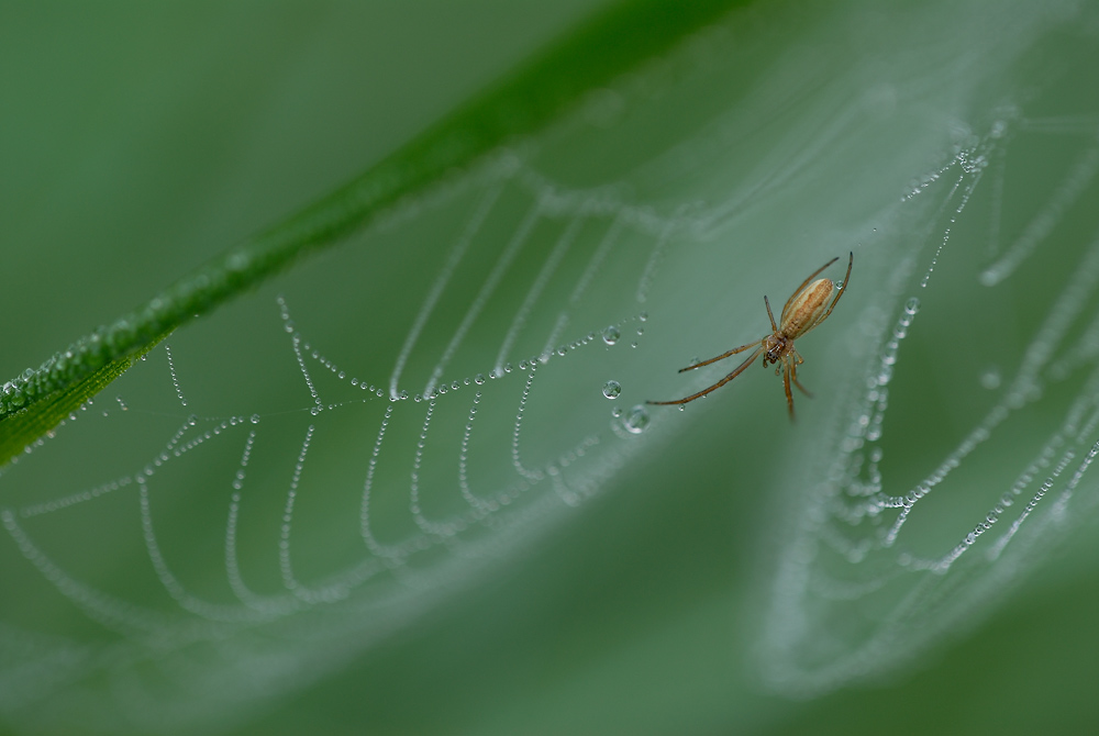 Spinne und ihr Universum