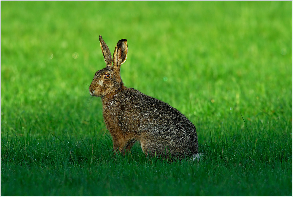 Feldhase (Lepus europaeus) ND