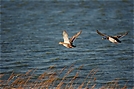 Stockenten auf Texel (ND)