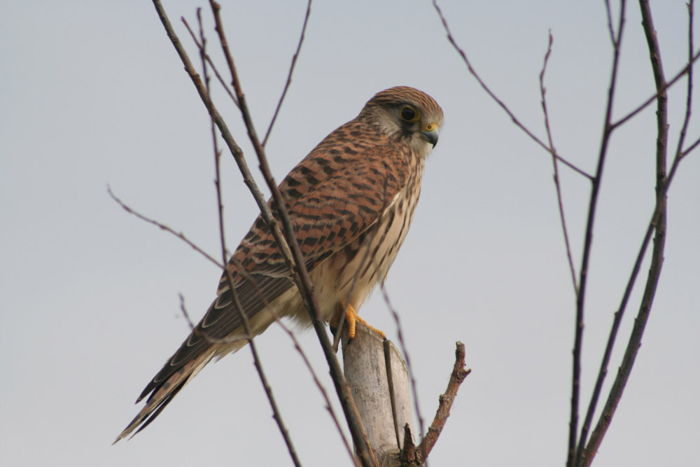 Turmfalke ND