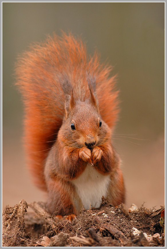 Eichhörnchen (Sciurus vulgaris)