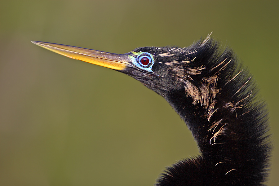 Schlangenhalsvogel