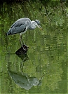 Graureiher (Ardea Cinerea)