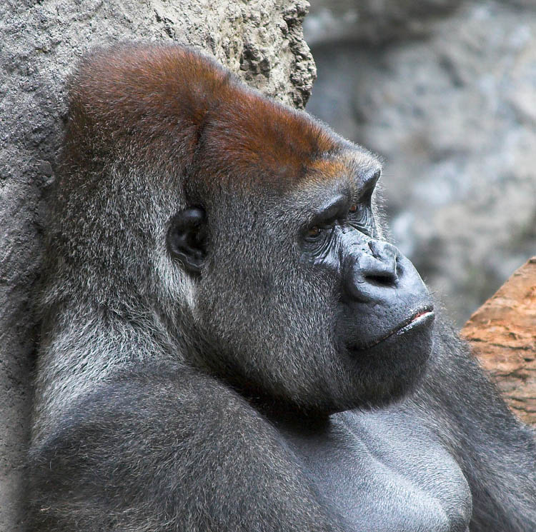 Gorilla (Zoo)