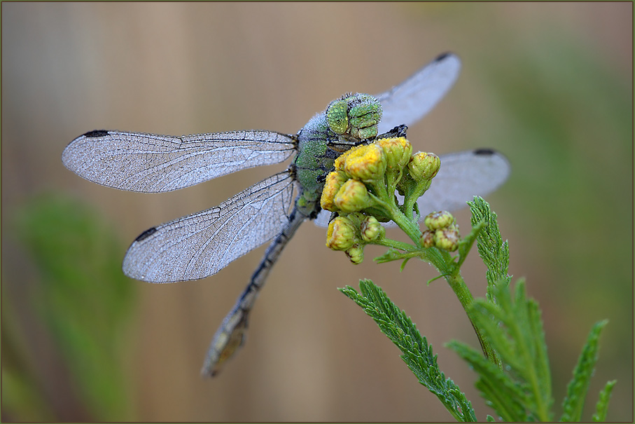 ND Grüne Keiljungfer (Ophiogomphus cecilia)