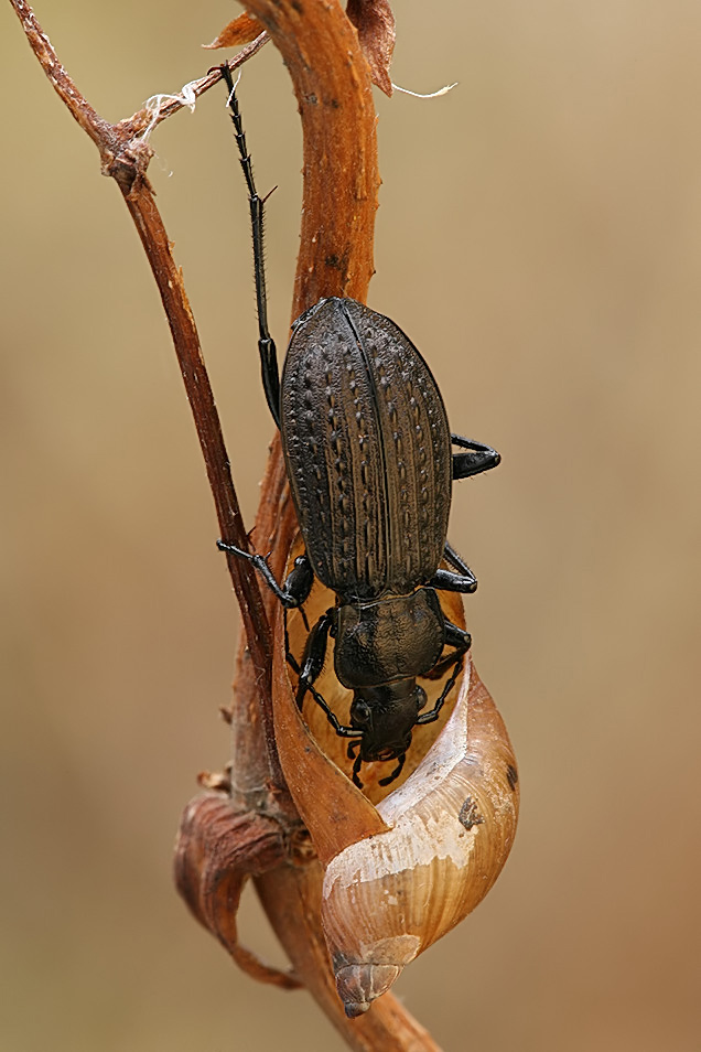 Predator (Carabidae)