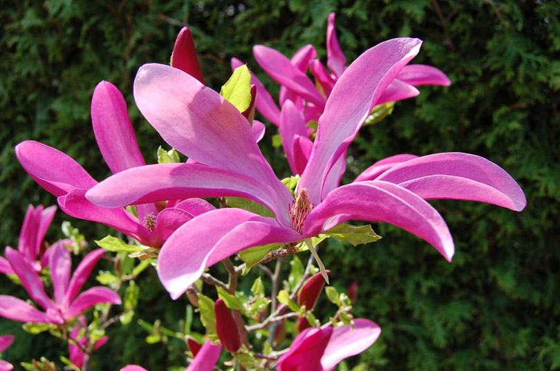 Sommerblüte