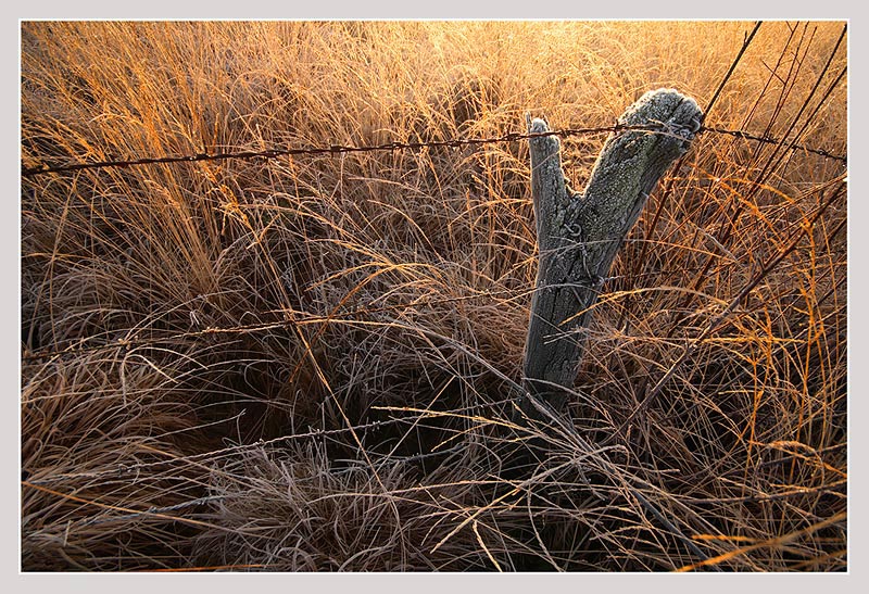 morning glory II ND