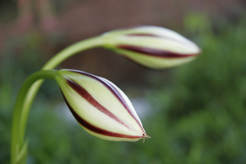 Knospen