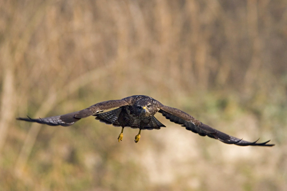 Mäusebussard Buteo buteo