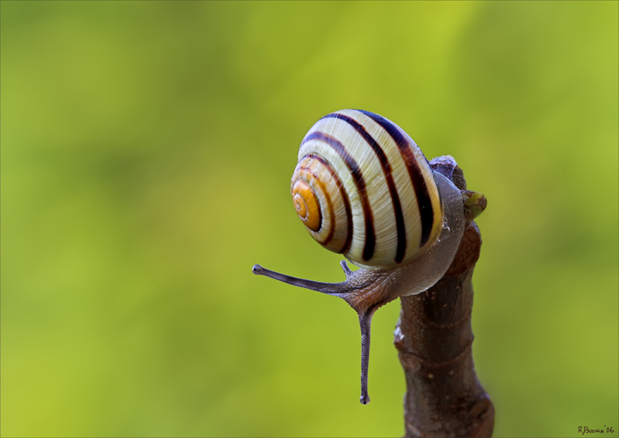 Zweiten Advent Schnecke…