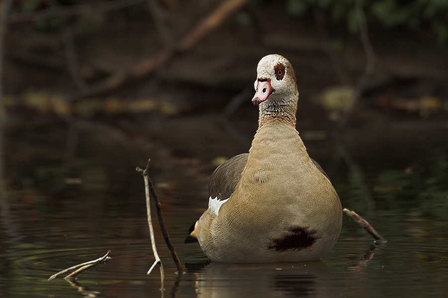 Nilgans (Alopochen aegyptiacus) ND