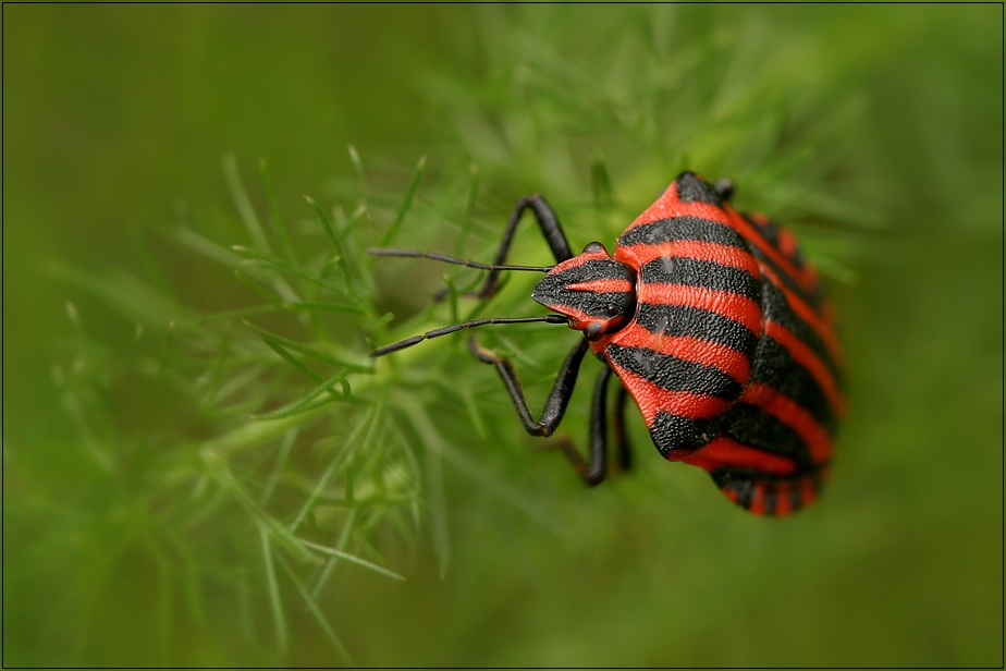 ROT-SCHWARZ in GRÜN